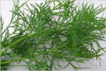 Dill �  t�rket 1kg BESTILLINGSVARE