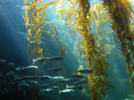 Grisetang-pulver �  (Kelp) 250 g (UTG�R des 2011)