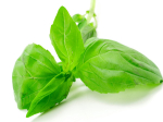 Basilikum �  t�rket 1kg BESTILLINGSVARE