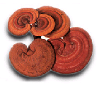 Reishi sopppulver - Reishi mushroom 125g (06.2013)