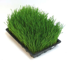 Hvetegresspulver &sup2;  r&aring; 250g (jul 2012)