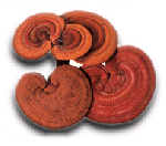 Reishi sopppulver - Reishi mushroom 125g (06.2013)