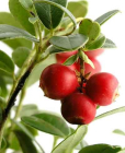 Camu Camu &sup1;  60g (sep 2012)