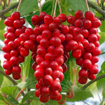 Solt�rkede Schisandrab�r 250g