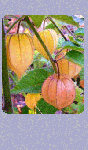 Naturlig dyrkede Naskeb�rblanding 6x150g BESTILLINGSVARE