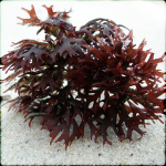 Irish Moss �  (krusflik) 125 g (jun 2012)