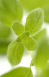 Merian �  revet 1kg BESTILLINGSVARE