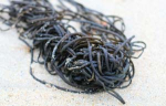 Remtang/Knapptang � - Sea spaghetti 60g (04.2013))